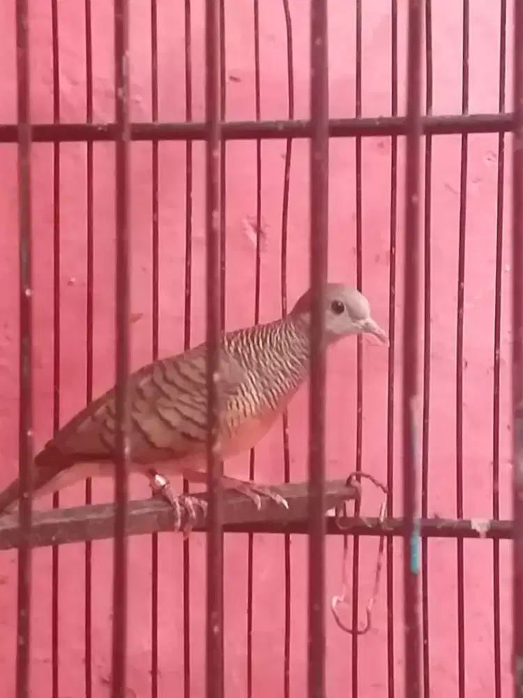 Perkutut bangkok mulus