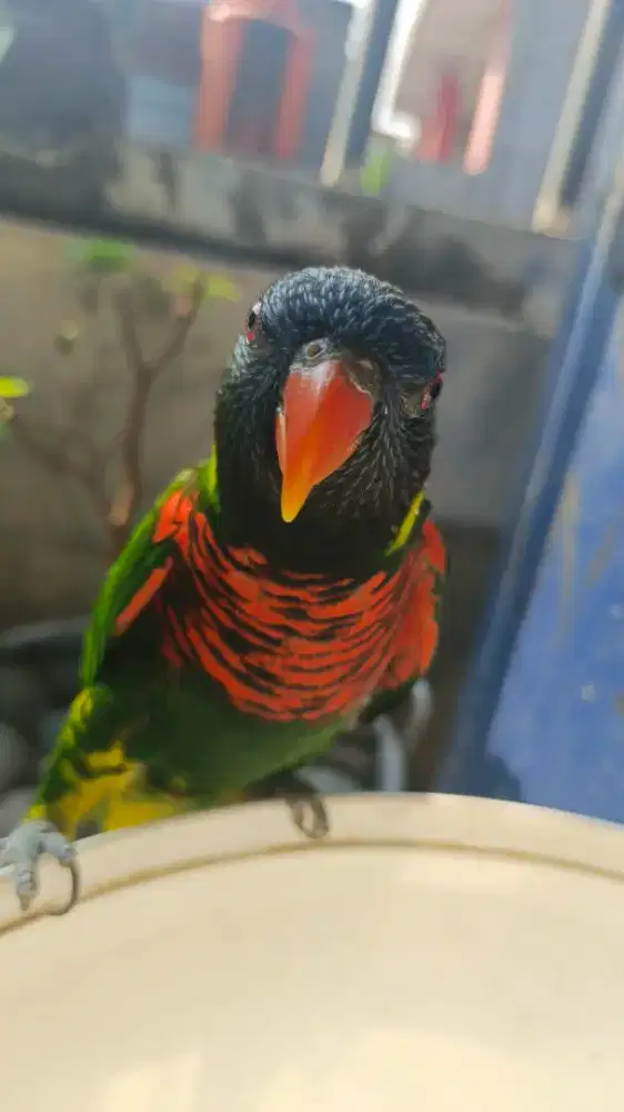 Mainan pelangi jinak nagkring