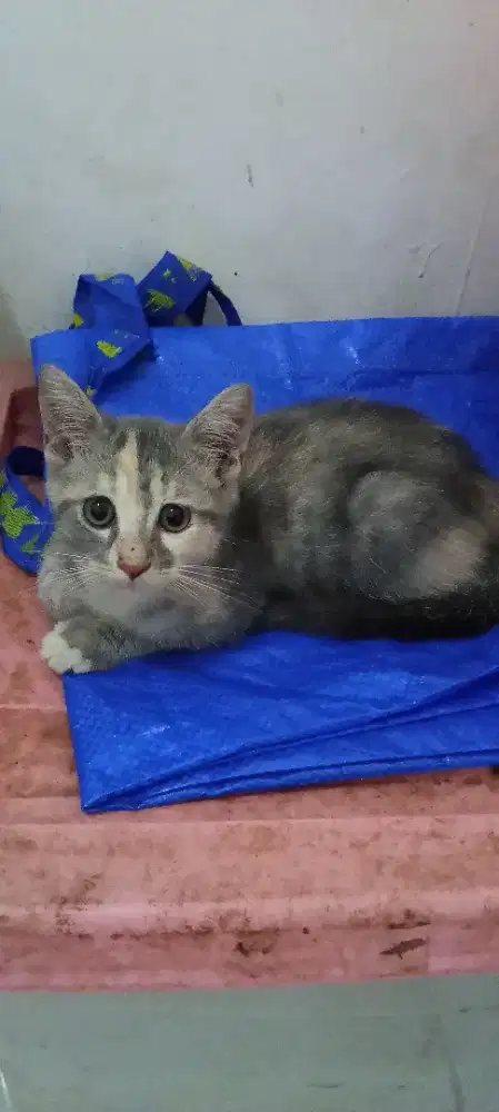 Open Adopt buat penyayang binatang