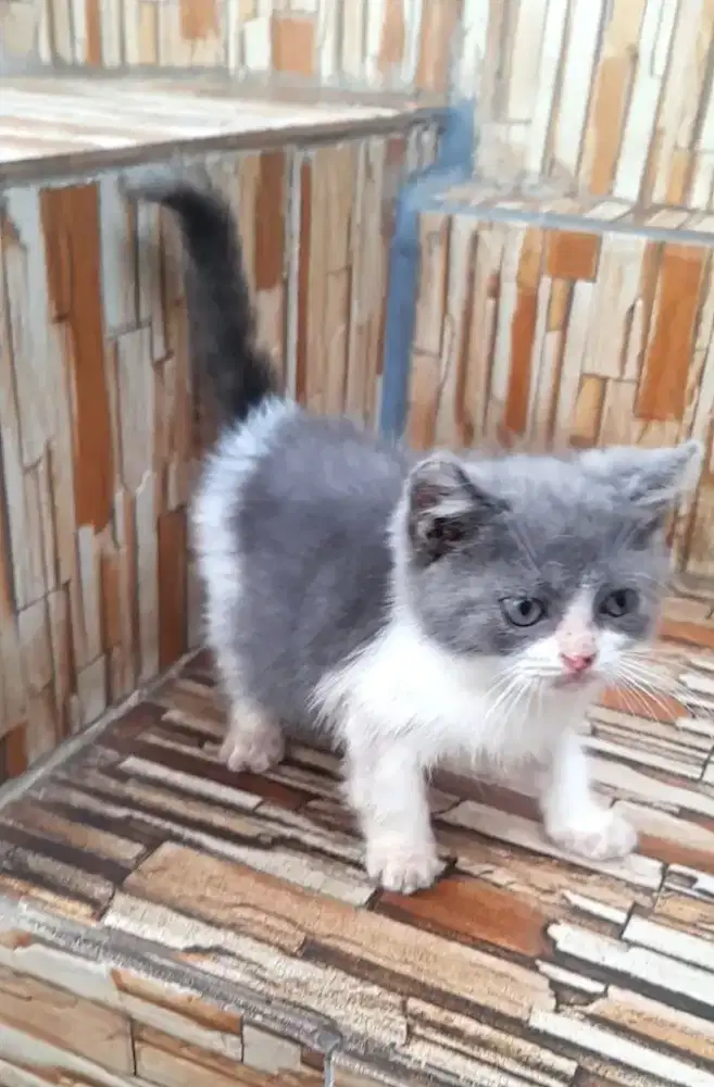 British shorthair BSH