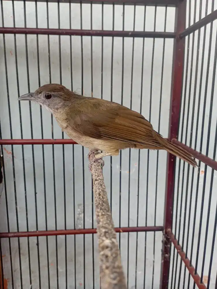 Burung katem kapas tmbk Rajin bunyi masteran murai