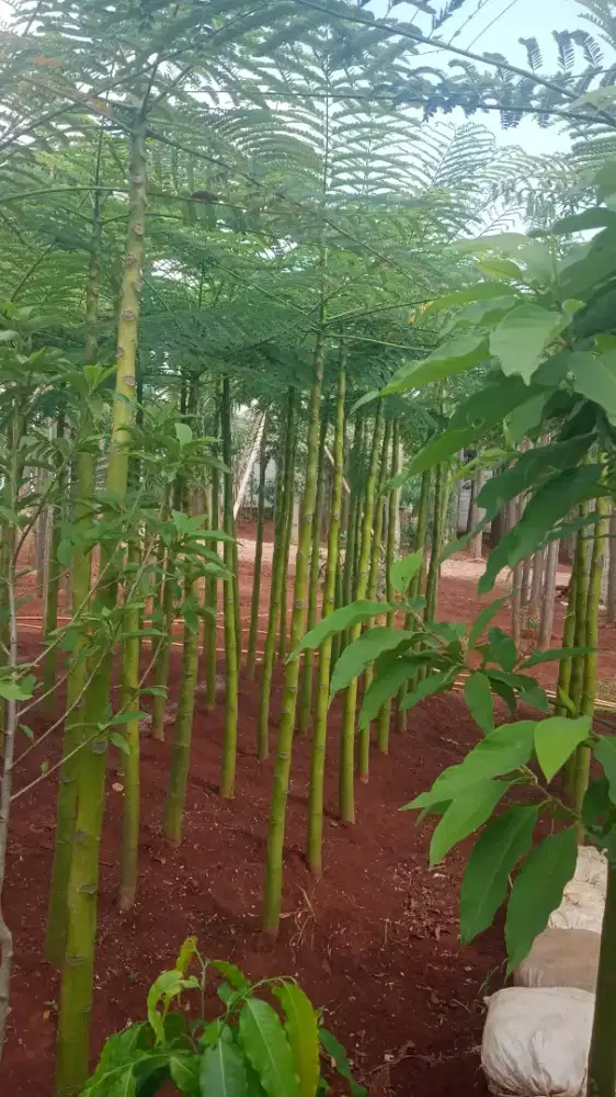 Pohon pakis Brazil ( solobium )