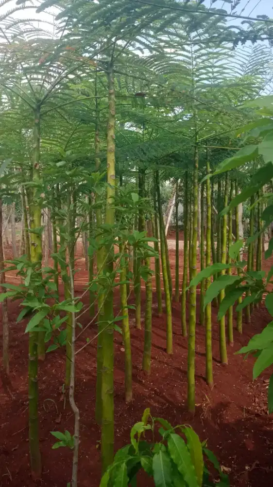 Pohon pakis Brazil ( solobium )