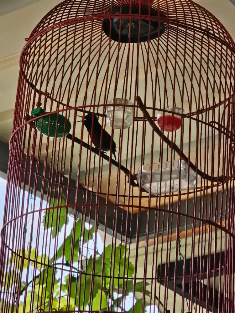 Kolibri ninja konin Natuna Gacor