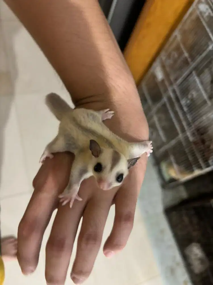 Sugar glider platinum jantan joey