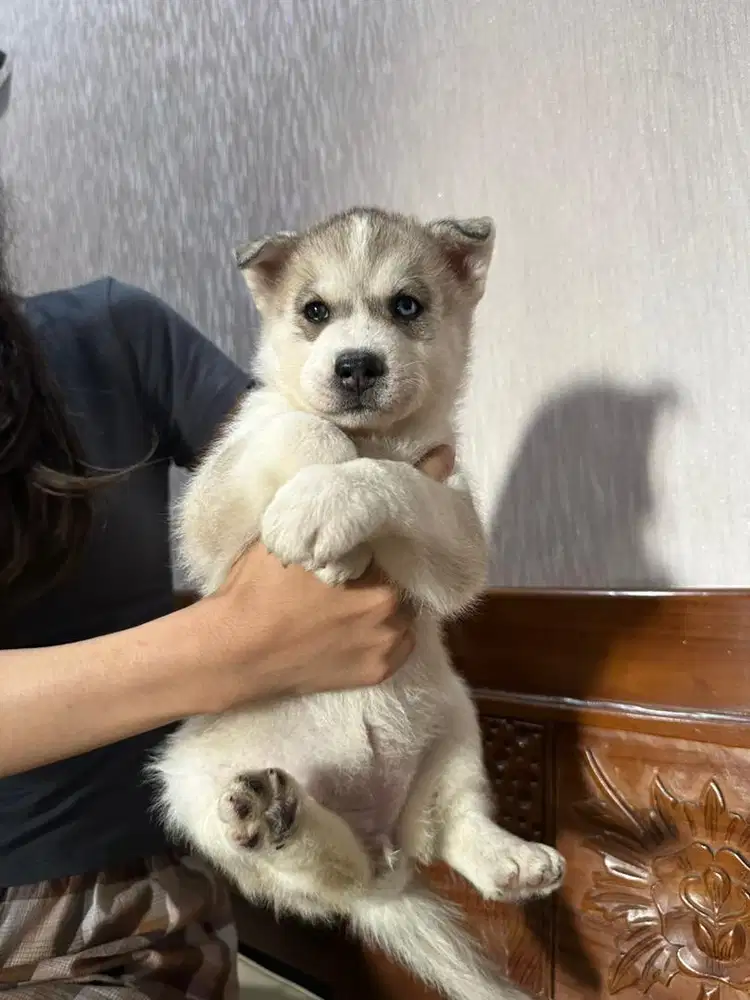 Jual Anjing Husky Asli (Odd Eyes)