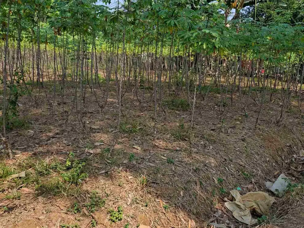 Di jual tanah darat dekat sumnarecon bogor.sangat cocok untuk Rumah tinggal dan investasi masa depan.1 km ke klaster maple Risiden claster