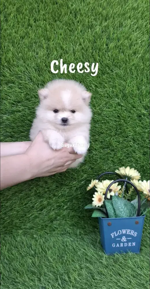 Pomeranian Female