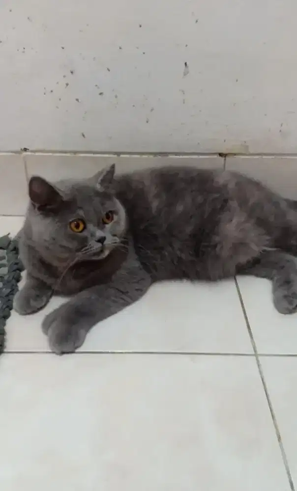 Kucing british shorthair non ped Kucing bsh indukan betina dewasa