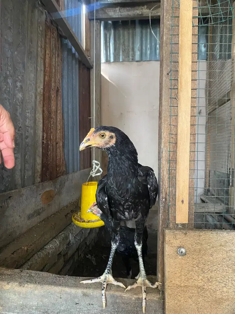 Dijual 5 ekor ayam siam umur 4 bulan