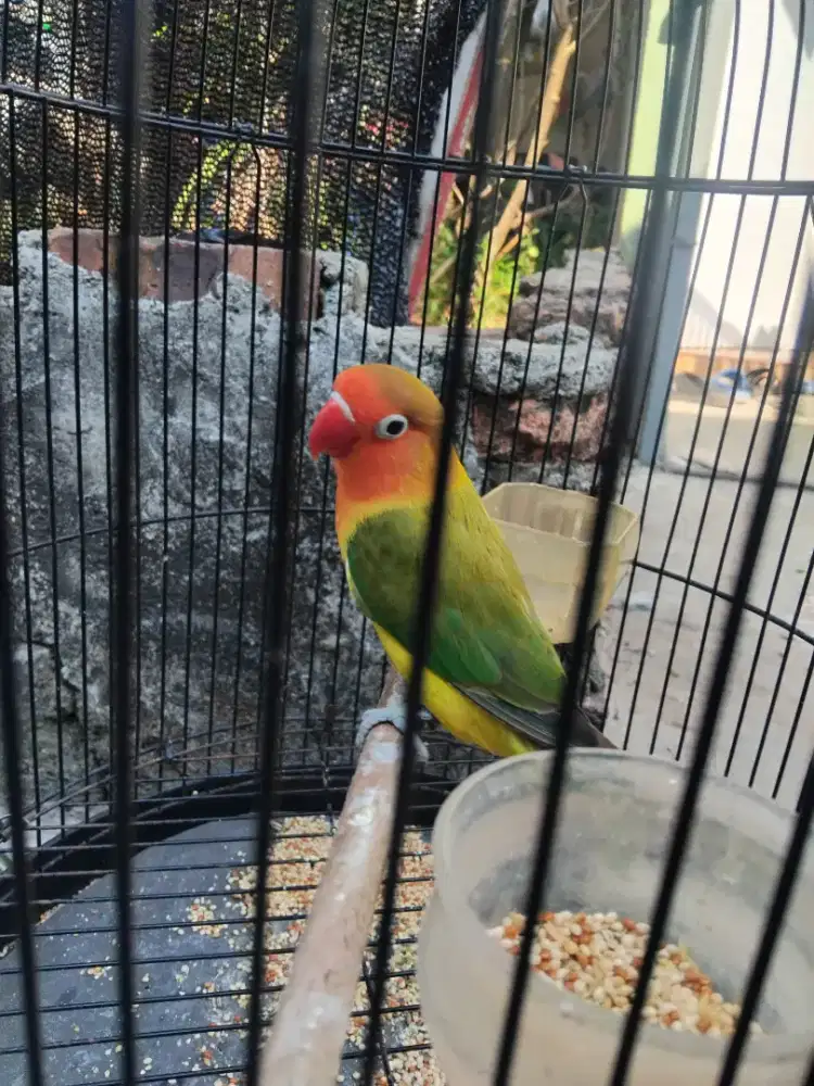 Burung lovebird bio ewing dewasa