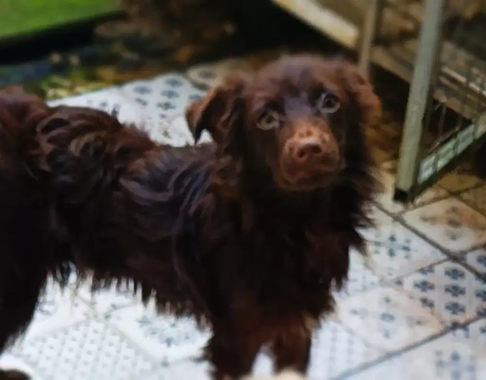 Anjing Boykin Spaniel mix non stambum