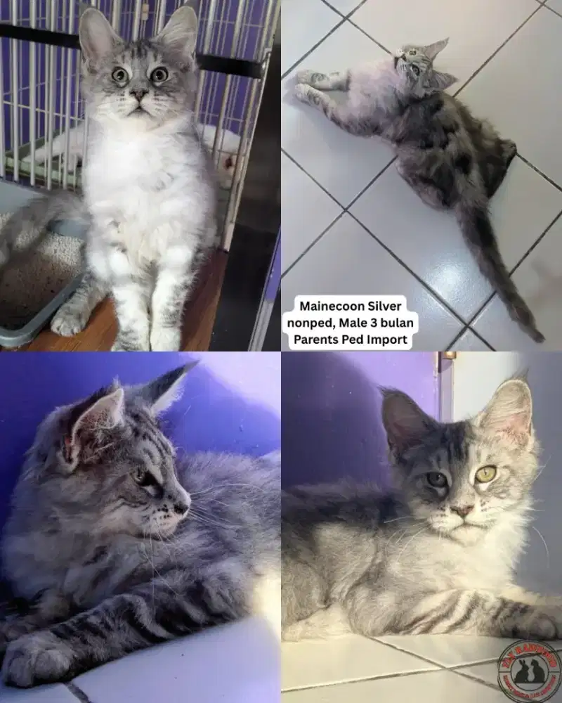 KITTEN ANAK MAINECOON 3BULAN NONPED SILVER