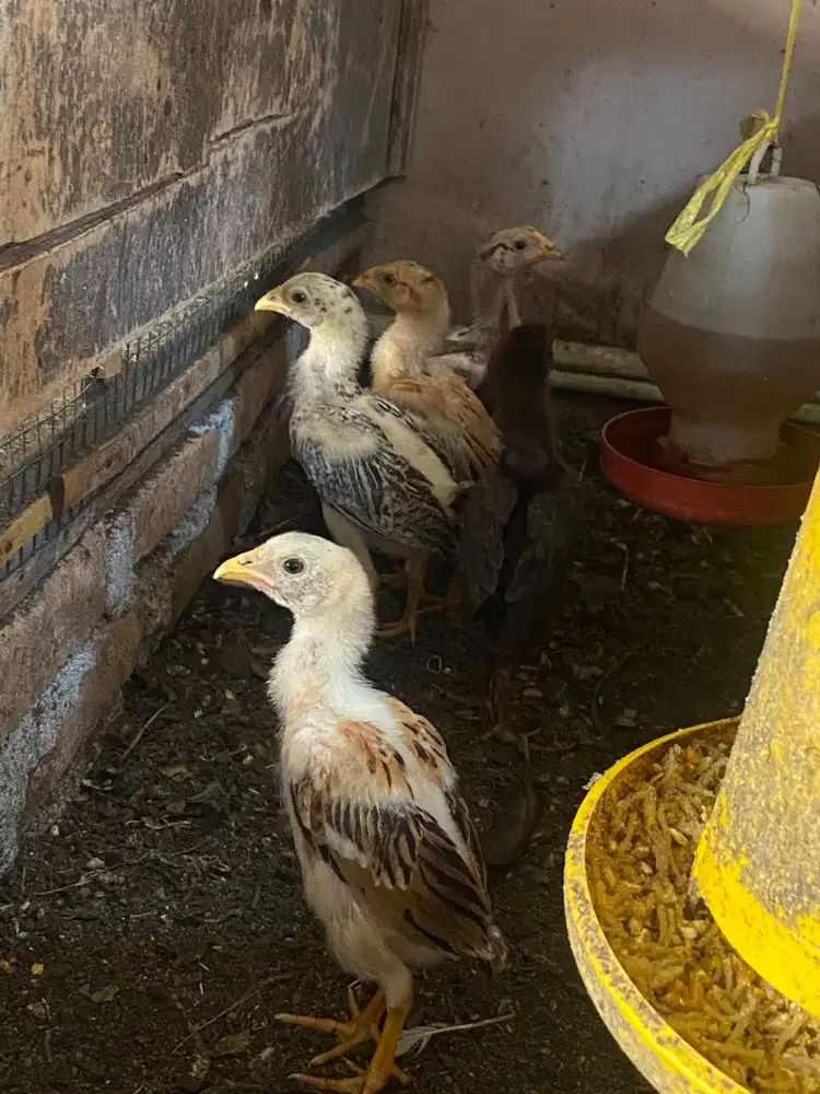 5 ekor ayam siam