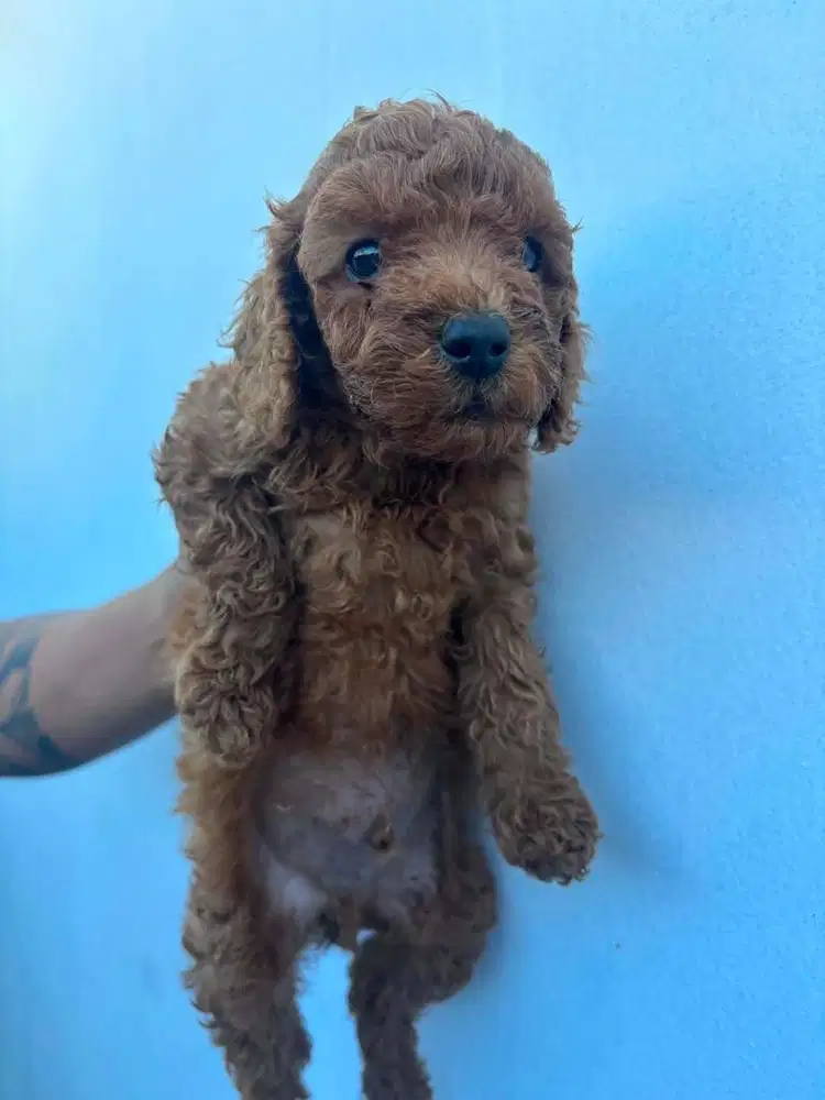 Poodle imut imut