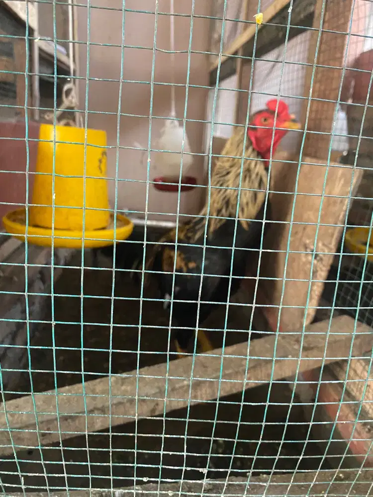 Dijual ayam jantan siam