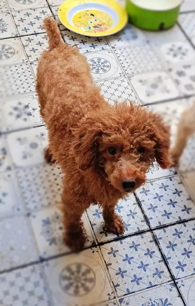 Anjing Red Toy Poodle