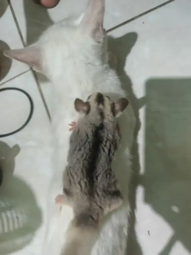 Sugar glider Joy/Dewasa ada Blh Nego Gan/Sis, Jenis Platmoza Dll Sedia