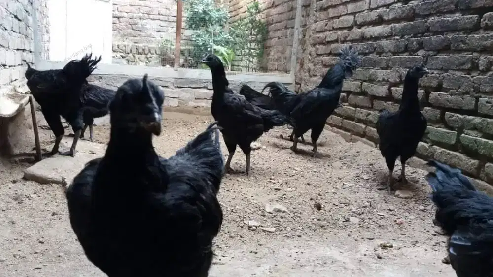 Ayam cemani asli kedu