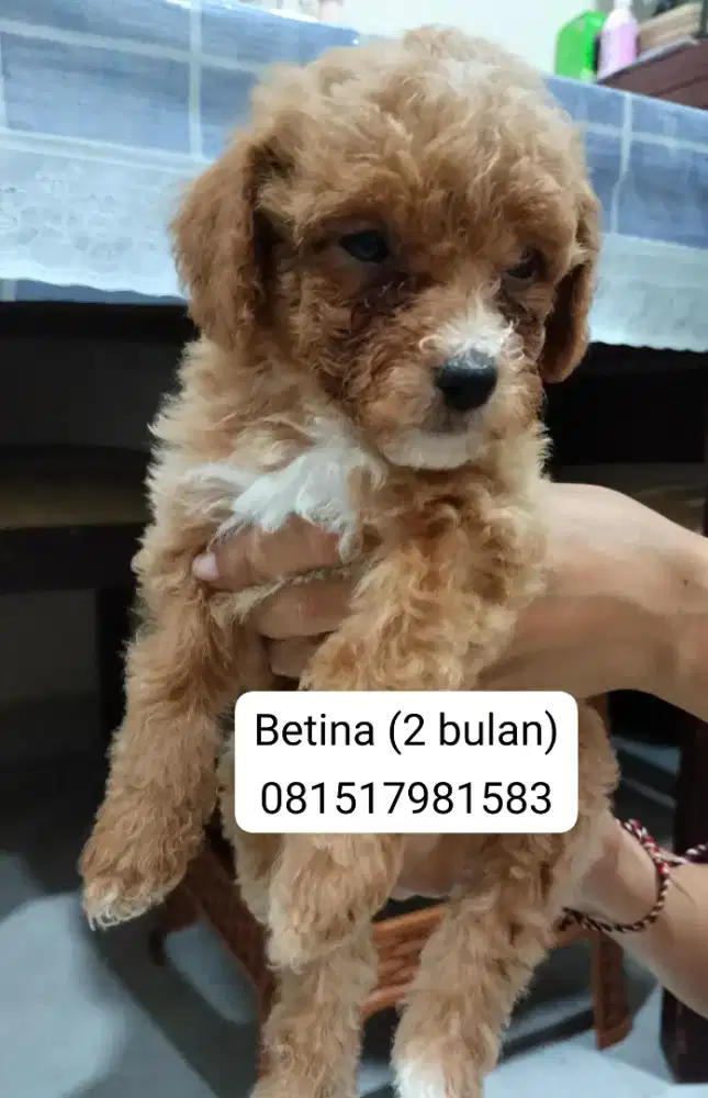Poodle toys Sehat lincah