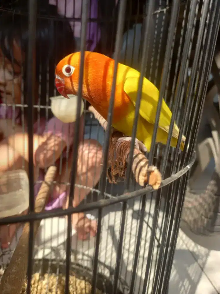 Lovebird biola lutino mm jantan dewasa