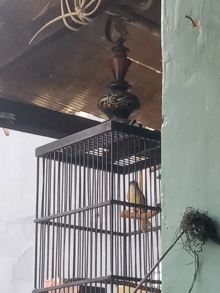 Burung cisem jantan purtotal