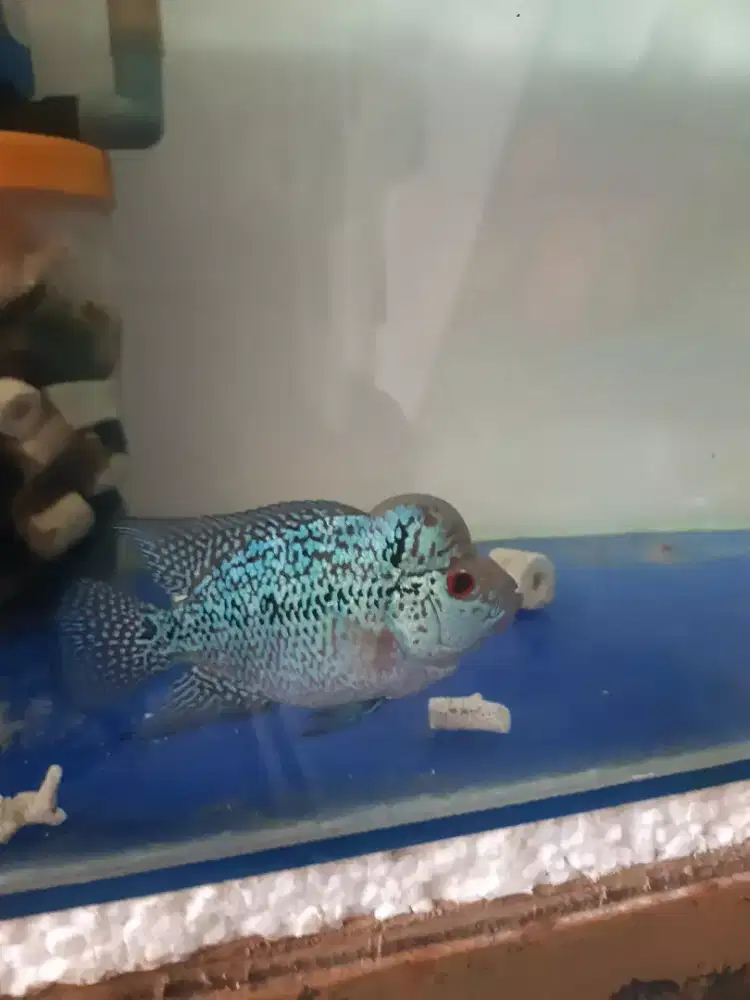 ikan louhan kamfa f2