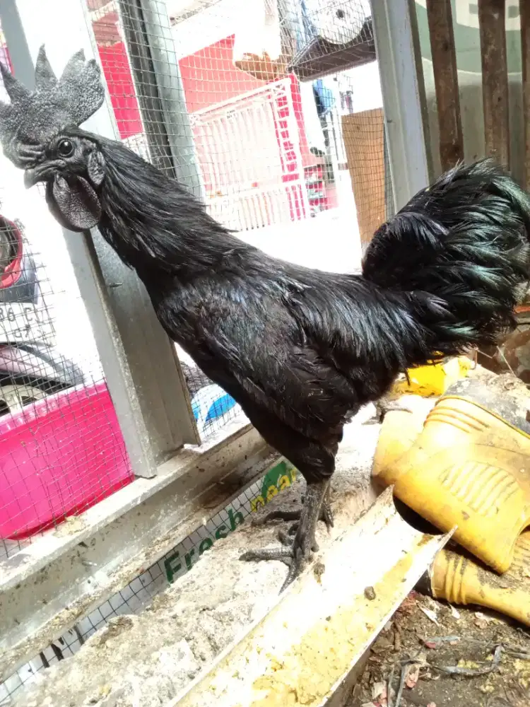 Ayam cemani Tanggerang