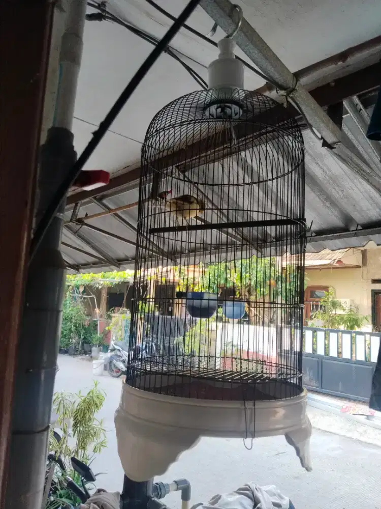 Burung kenari gacor