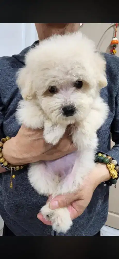 Anakan Poodle Murahhh