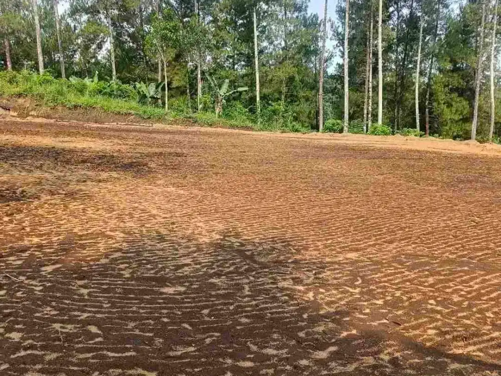tanah murah luas 4.800 surat shm di wajak malang kabupaten dusun bangsri, bagus buat berkebun dan investasi