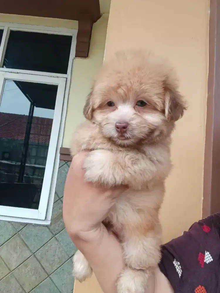 Mix poodle dan shihtzu