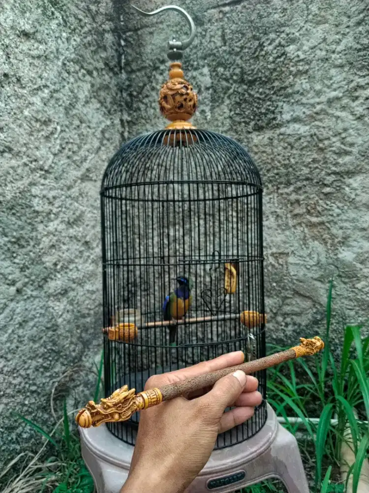 Cucak cungkok import