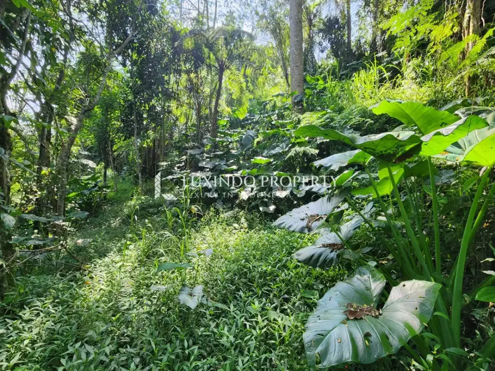 DIJUAL TANAH 1 HEKTAR DI TARO, GIANYAR