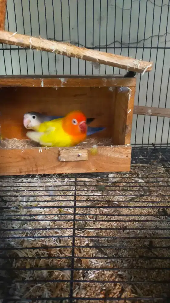 pasangan lovebird lutino