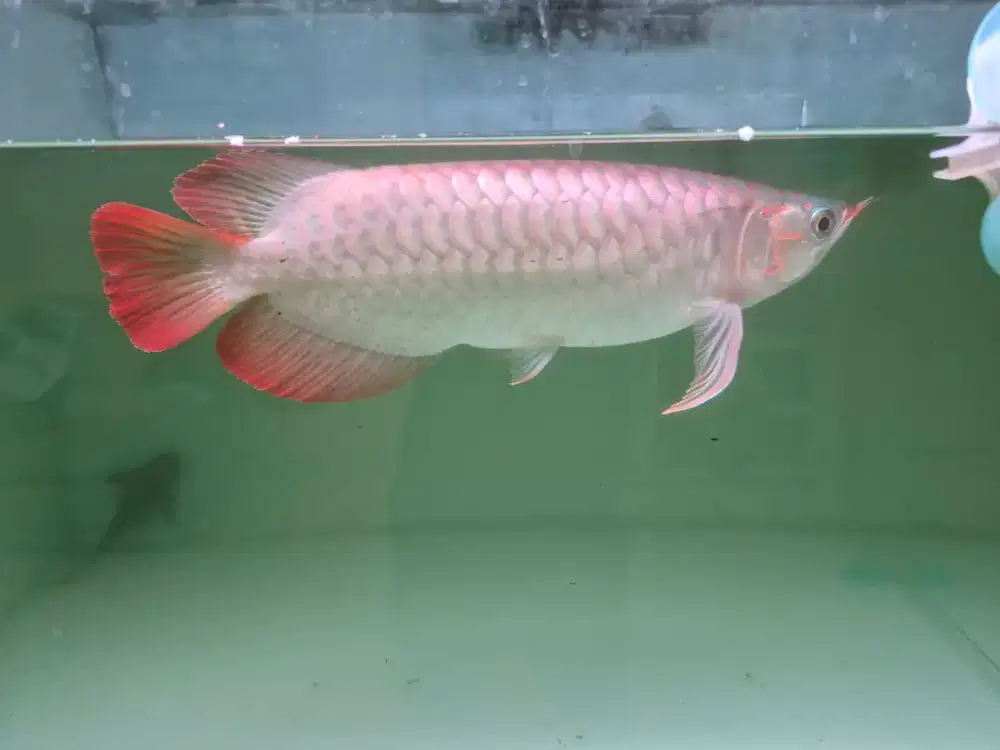 Ikan arwana super red