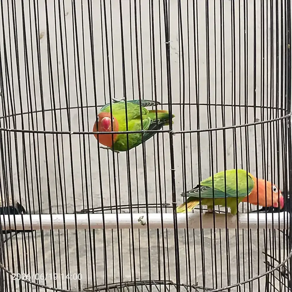 Lovebird balibu bio green