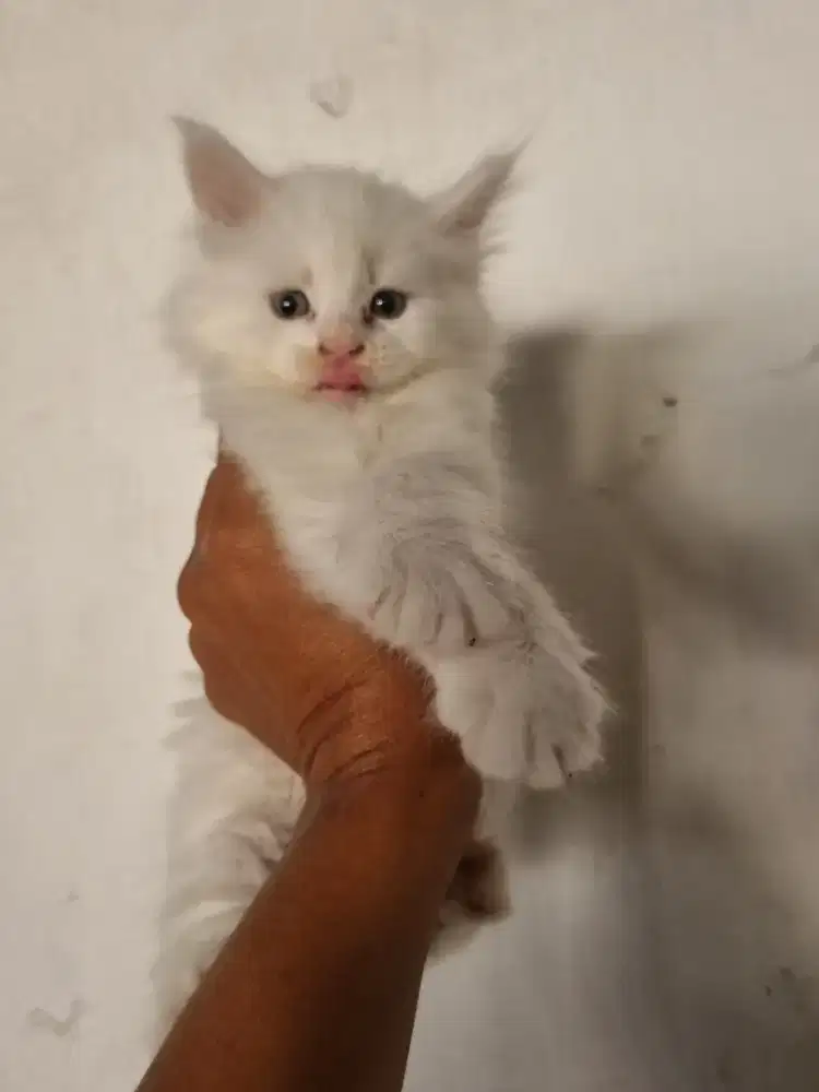 Kitten Maine Coon