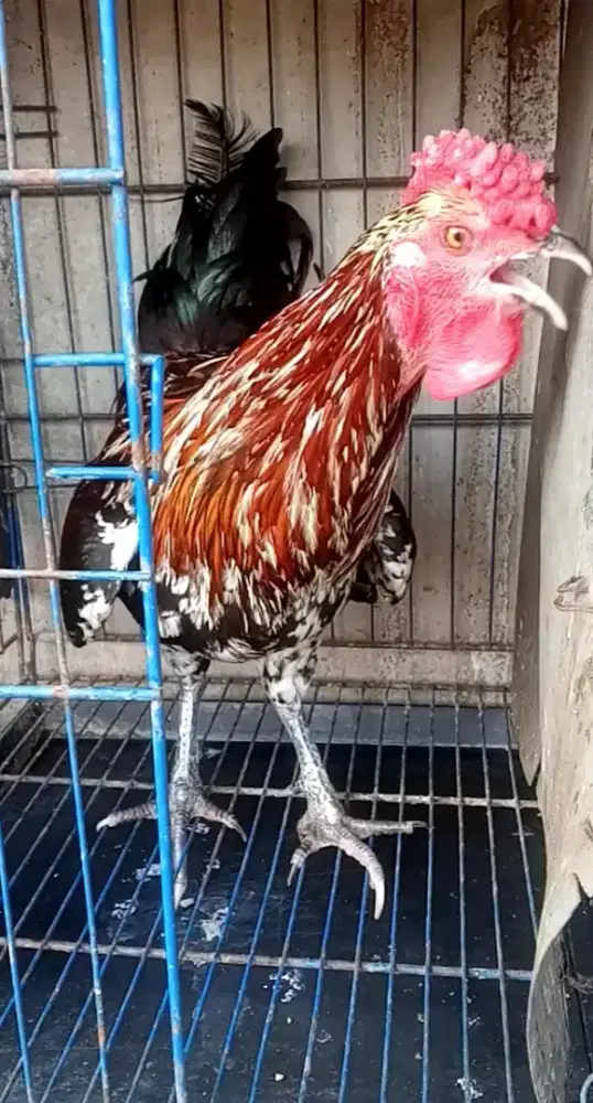 Ayam ketawa jantan jengger mawar unik langka