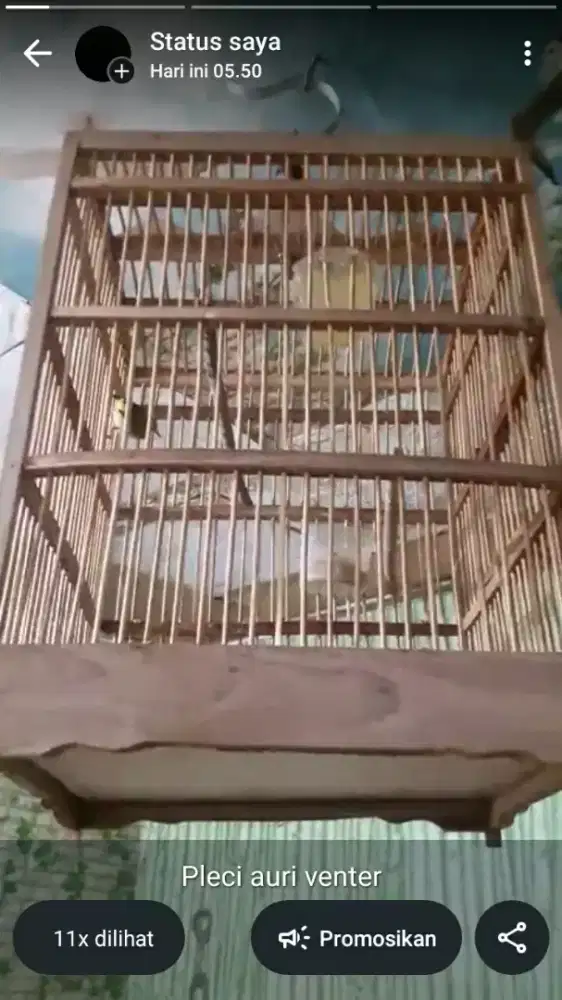 Burung kacamata auri rajin ngeriwik