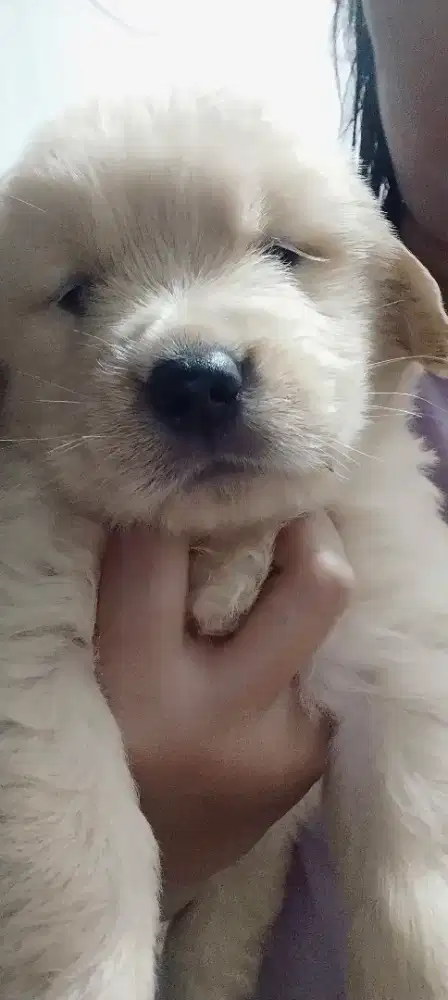Anak golden Retriever