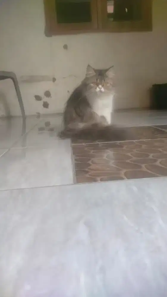 Persia Flatnose