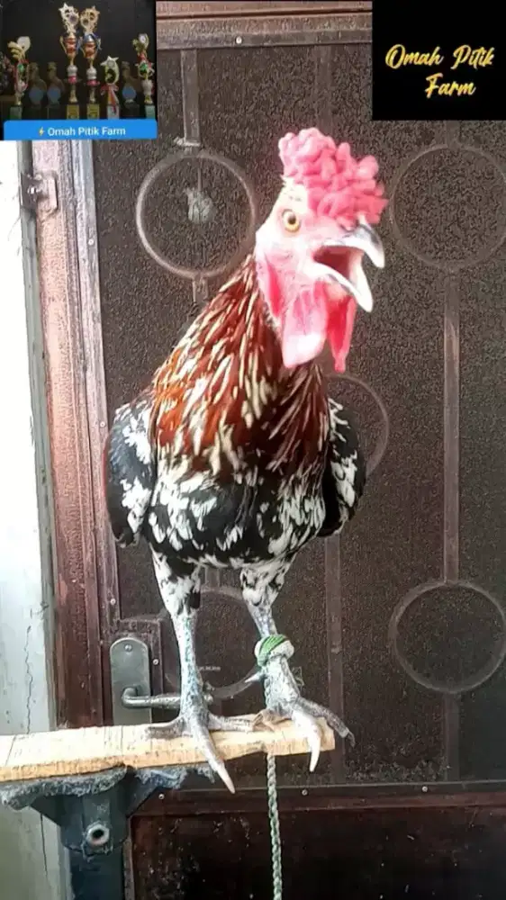 Ayam ketawa jantan