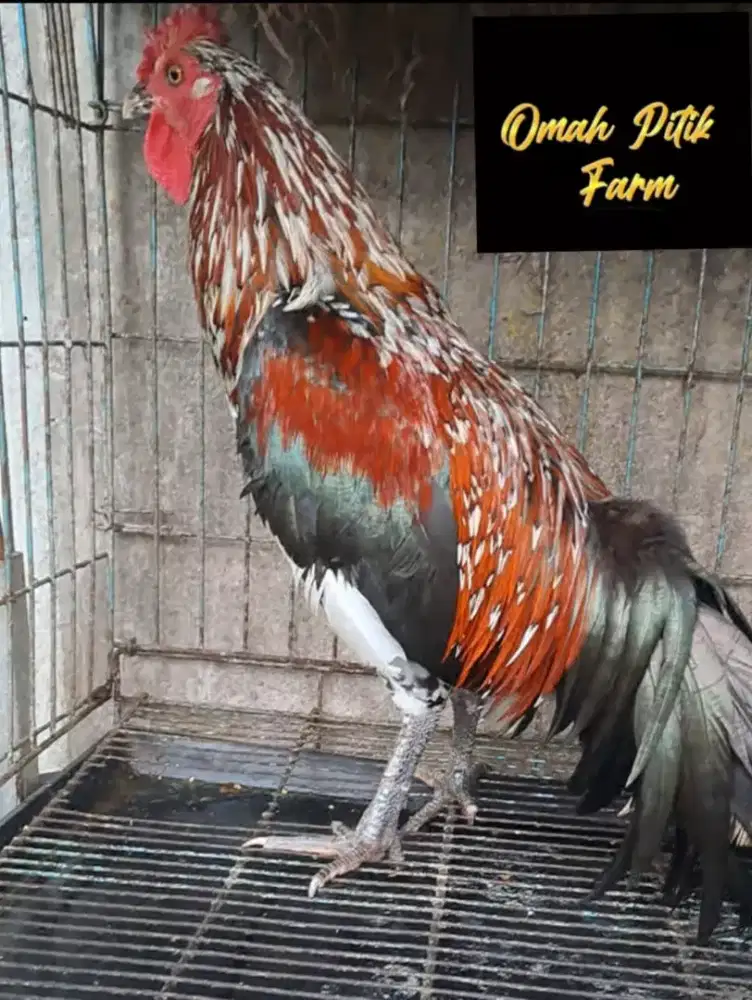 Ayam ketawa jantan warna bulu bagus