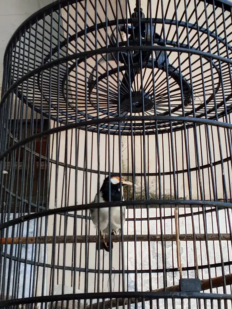Burung jalak suren