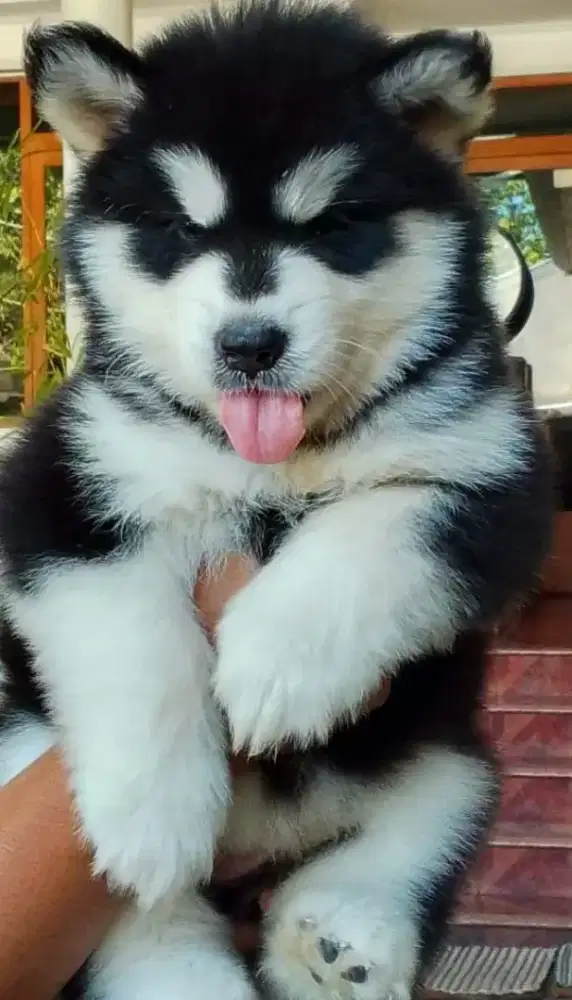Alaskan malamute betina 3 hitam 2 abu