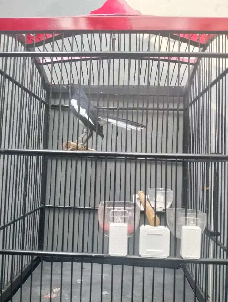 Jual burung kacer poci gacorrr