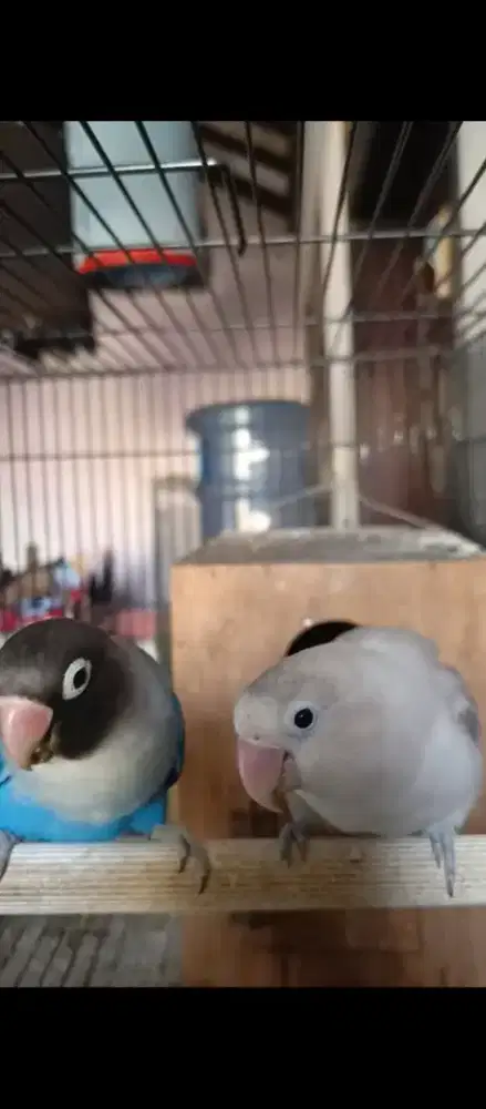 Burung Lovebird sepasang