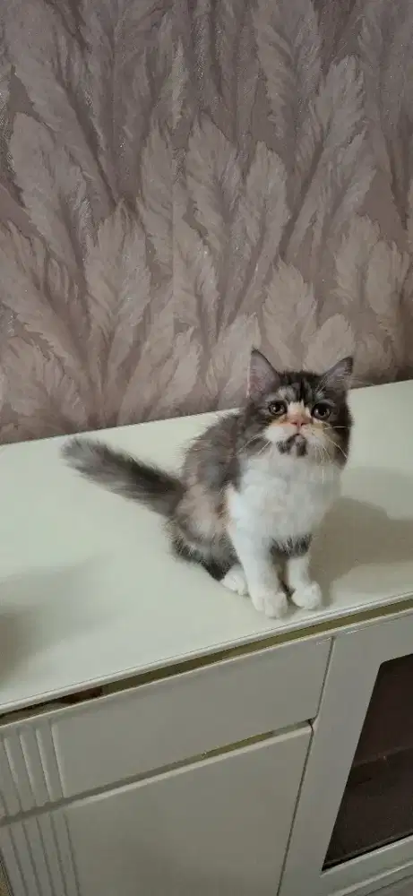 Betina calico 8 bulan