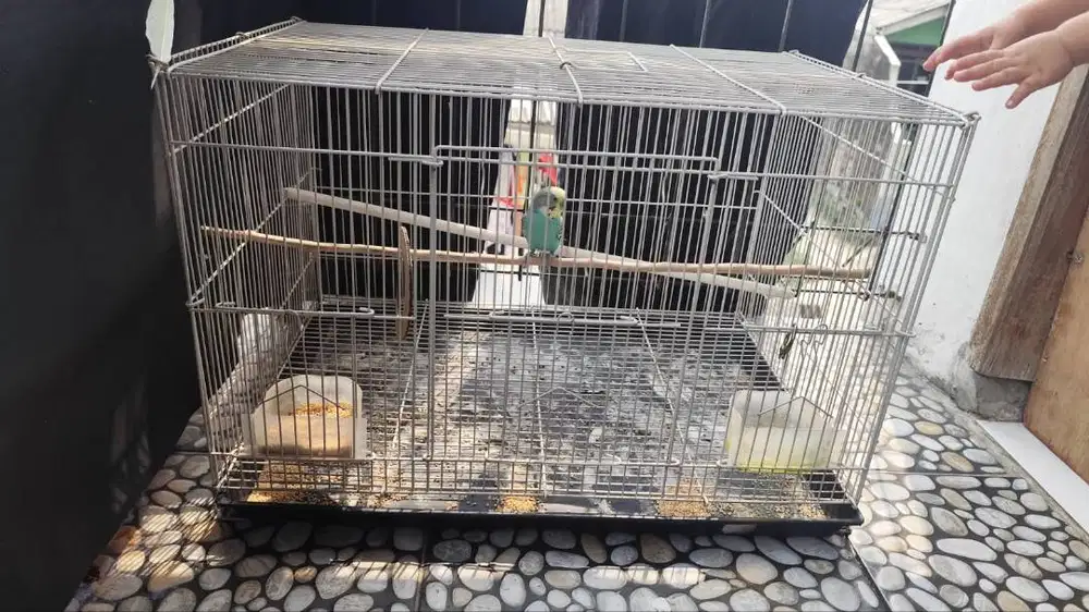 parkit lokal+kandang gede